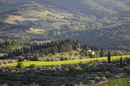 سرو ناز